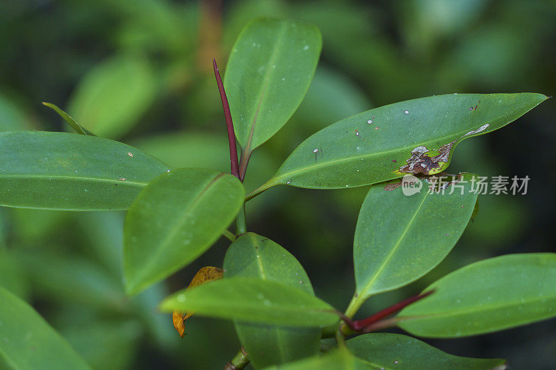 泰国Prachuap Khiri Khan，在热带雨林中拍摄的红树林。